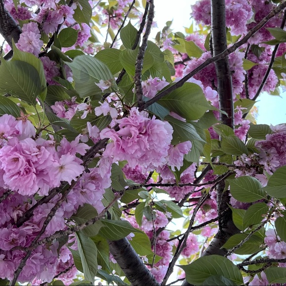 PLEASE, LIKE, FOLLOW & SHARE, SHARE, SHARE! THANK YOU!❤️❤️ - Picture 6 of 16